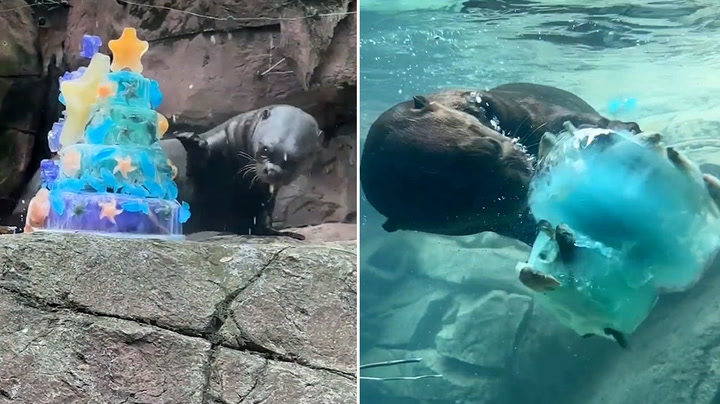 Watch: Giant river otter knocks birthday cake in water
