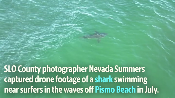 Drone video: See shark swimming near surfers in Pismo Beach