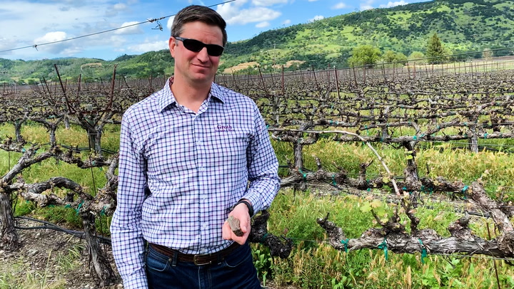 In the Vineyard at Groth: Cover Crops and Ancient Geology