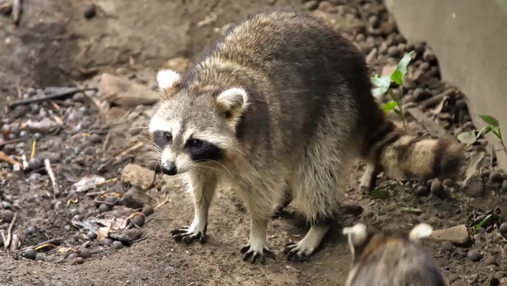 SPOT A RACCOON ACTING STRANGE? WHAT TO KNOW ABOUT A DISTEMPER OUTBREAK