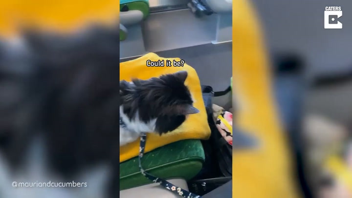 La travesía de este gato en tren cautivó a millones de internautas