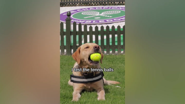 A day in the life of a dog working at Wimbledon tournament