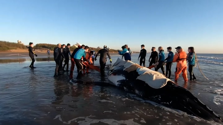 Two stranded humpback whales rescued in Argentina