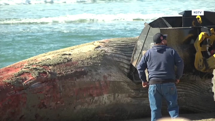 Whale measuring 52ft washes up on San Diego beach