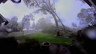 Une tornade abat des arbres l'un après l'autre