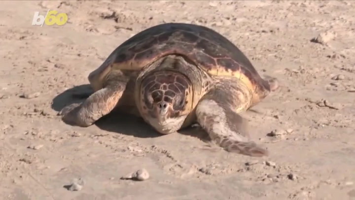 Turtles injured by underwater explosions returned back to the Mediterranean