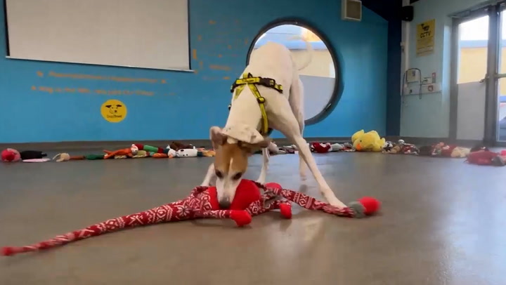 Rescue dogs go wild as they choose Christmas toys