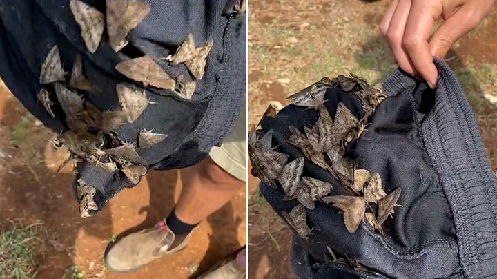 Robert Irwin shocked as swarm of moths gathers in shorts overnight