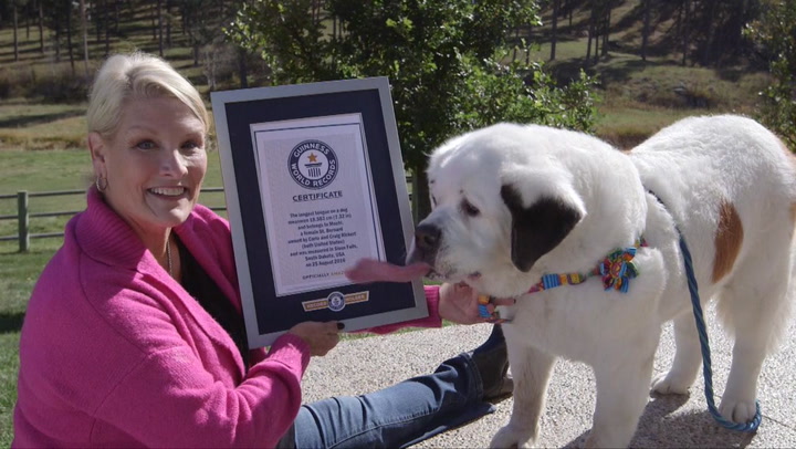 Got it licked! St Bernard dog Mo breaks Guinness World Record for longest  tongue - Mirror Online