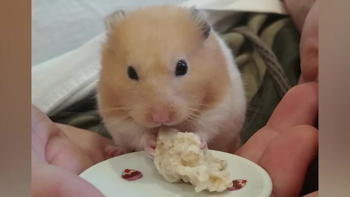 This pet hamster will only eat cheese from Waitrose