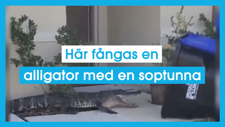 Här fångas en alligator med en soptunna