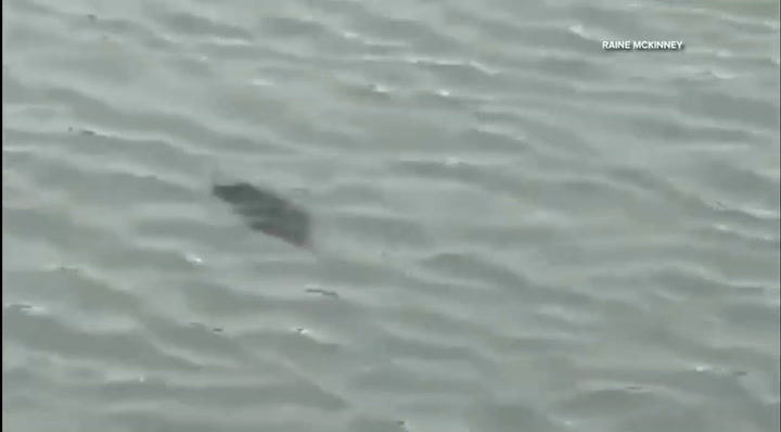 Una mujer de Carolina del Sur grabó a una extraña criatura en un lago