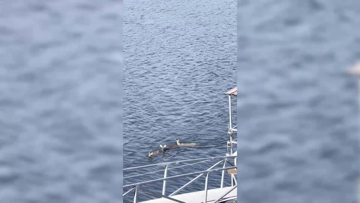 Group of deer spotted swimming across lake in Alabama