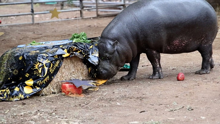 'Oldest' pygmy hippo in US celebrates 50th birthday with gold-themed party