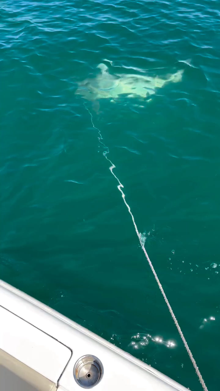 Uno de los tiburones mordió una soga de la lancha y nadó hasta romperla
