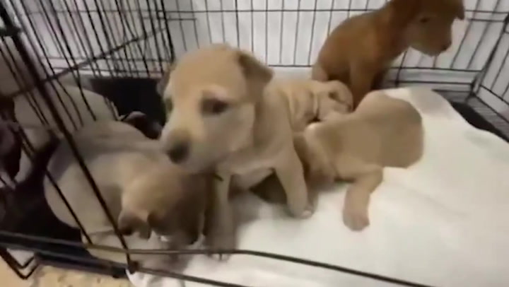 Hero teacher rescues 19 puppies abandoned and left to drown in flooded forest