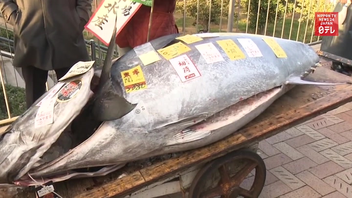 Tuna weighing 520lbs sold for huge price at Tokyo fish market, Lifestyle
