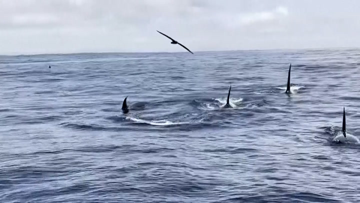 'Uncommonly large' pod of killer whales spotted off coast of San Francisco