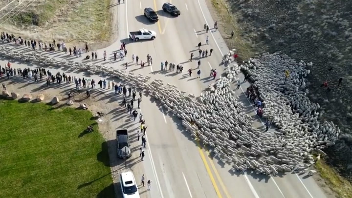 Thousands of sheep herded along Idaho highway