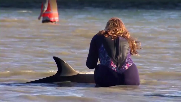 New Zealand rescuers use buckets and towels in race to save stranded dolphins