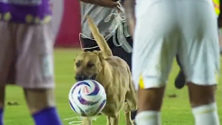 Dog chased around pitch during Mexican football game after stealing ball