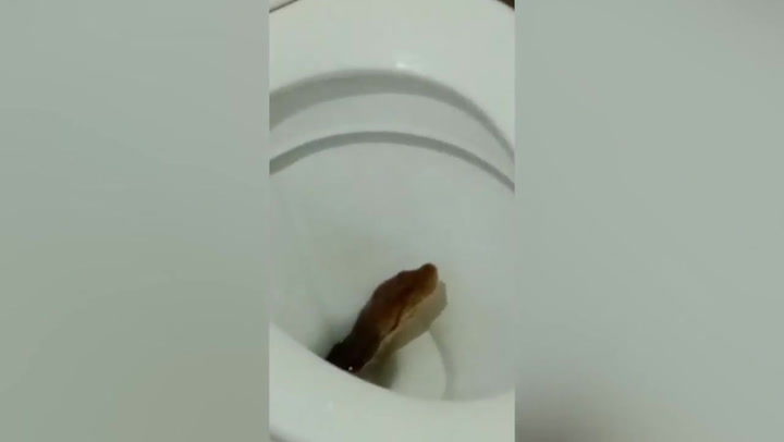 Resident injured after python bites his bottom while sitting on the toilet