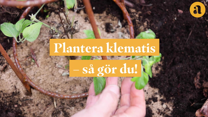 Se också: Plantera klematis – så gör du!