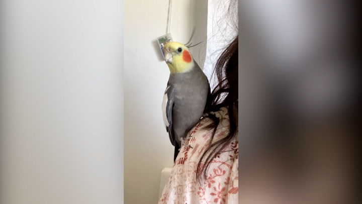 'Partying' cockatiel whistles chart songs after being rescued by family