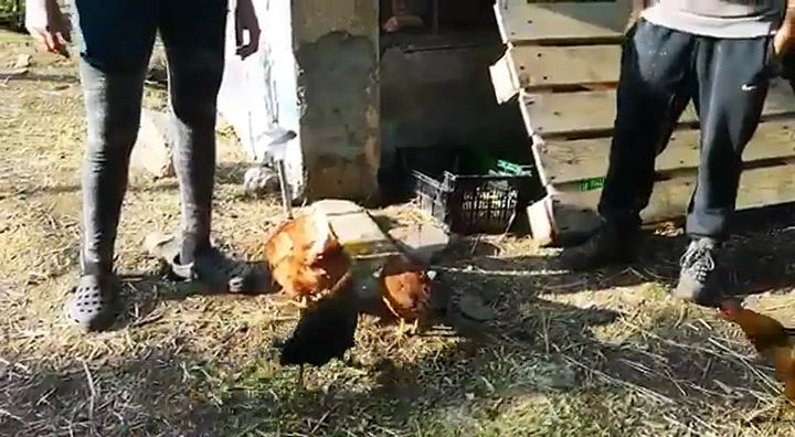 Veganas defienden los derechos de las gallinas en su santuario animal - Fuente: Twitter
