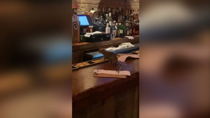 Giant rat runs across bar counter and causes chaos at NYC restaurant