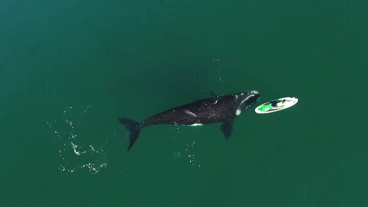Giant whale nudges paddleboarder in close encounter | News | Independent TV