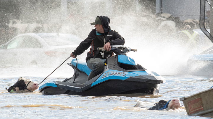 Jet skis and boats used to rescue cows from British Columbia floods
