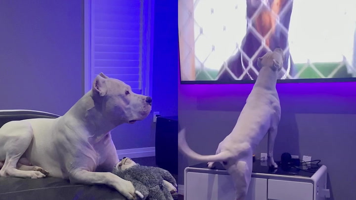 'Things get intense during movie night as dog gets ready to fight bad guys on TV screen'