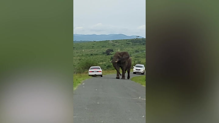 Passenger runs out of car and hides in bush after huge elephant spooks him