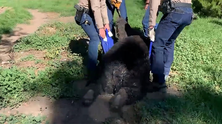 400lbs sleeping bear dragged by four people after falling to sleep under house