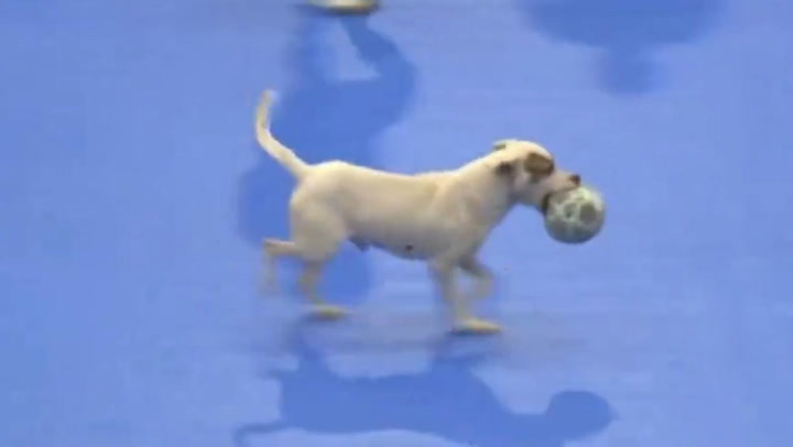 Cão levou a bola na estreia do Brasileirão de futsal!