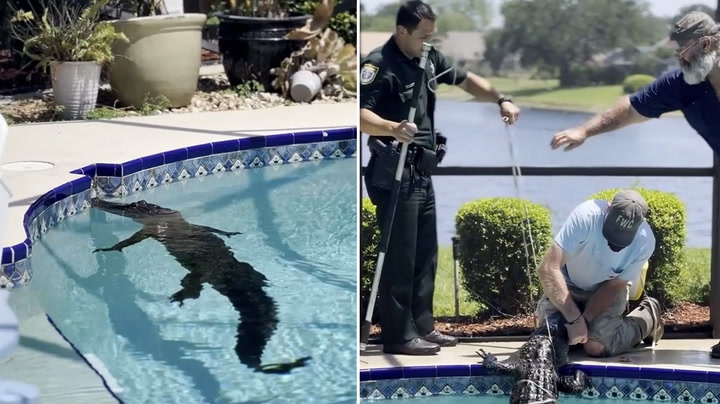Watch as 8ft alligator takes a swim in Florida swimming pool