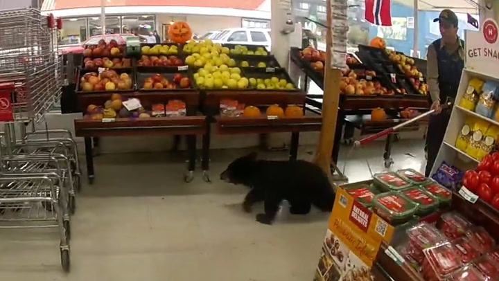 Black bear cub roams supermarket produce aisle before being escorted out