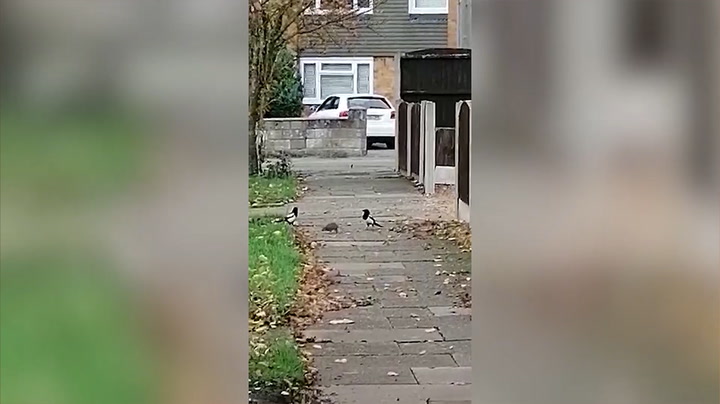 Dramatic Fight Between Rat and Two Magpies Has Been Captured on Camera