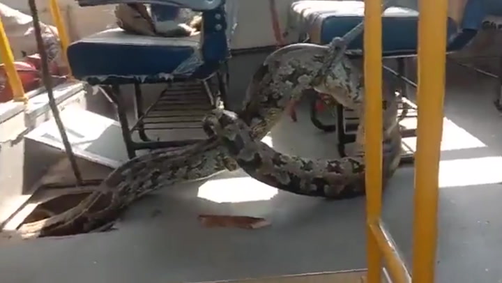 11-foot python pulled from school bus in India