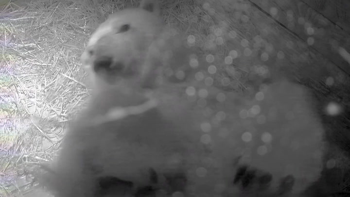 CCTV footage captures moment polar bear cub is born