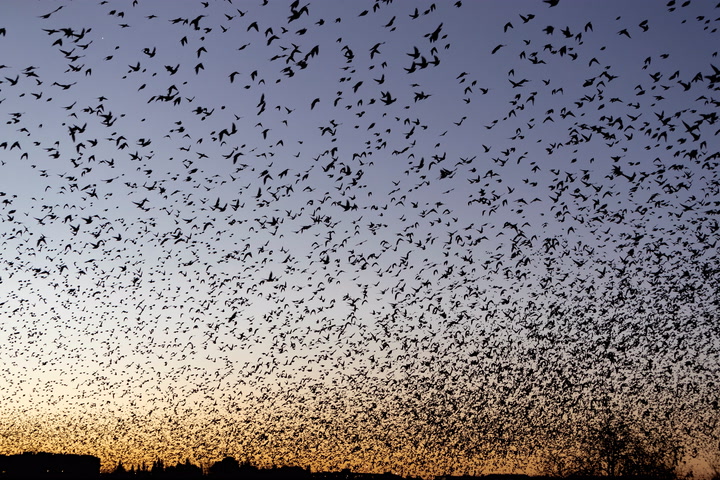 Almost three million birds counted in Big Garden Bird Watch
