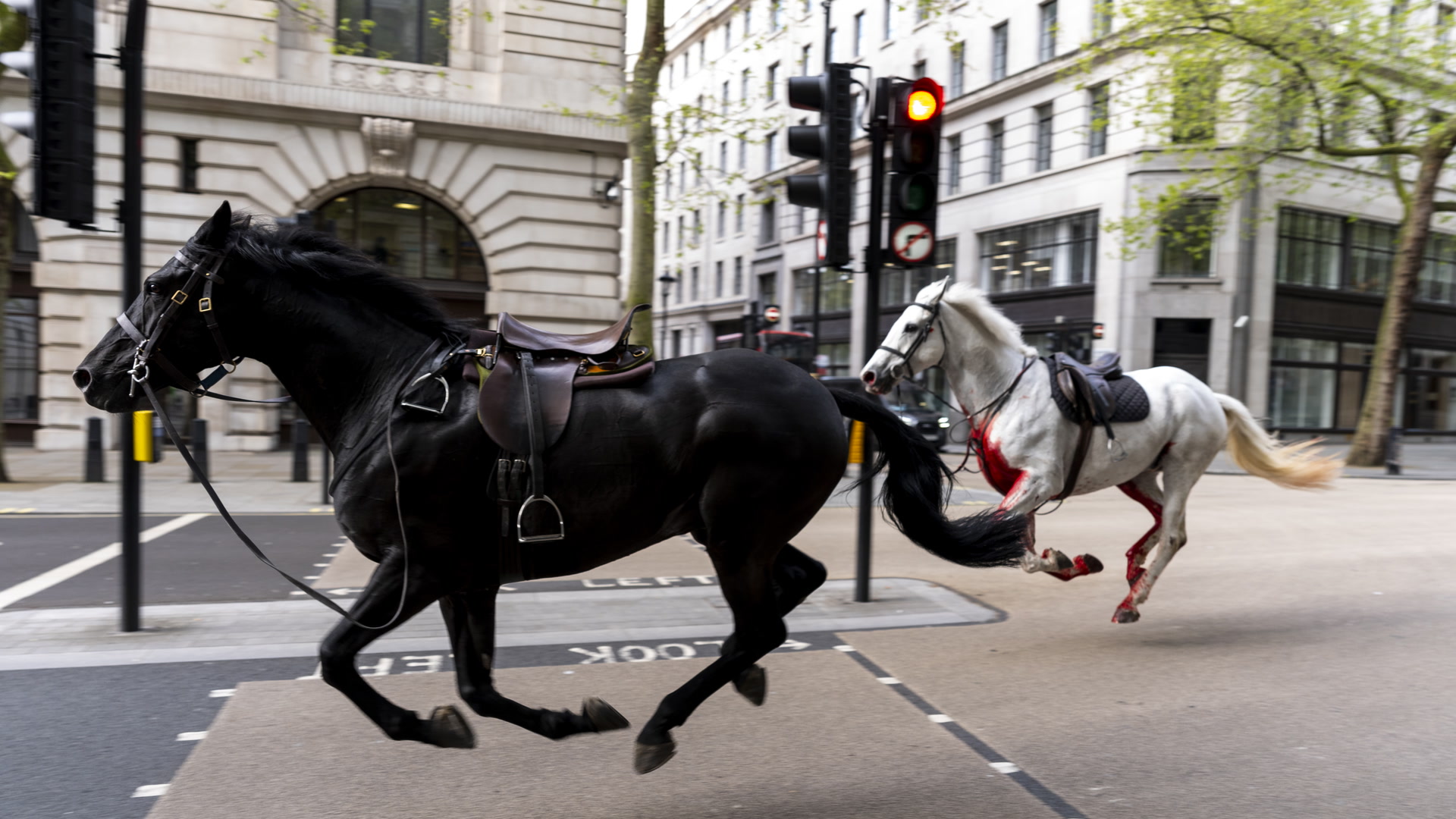 Video: London: Hester på rømmen