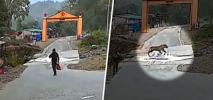Watch: Video Of Unexpected Encounter As Man Crosses Paths With Tiger During Morning Walk