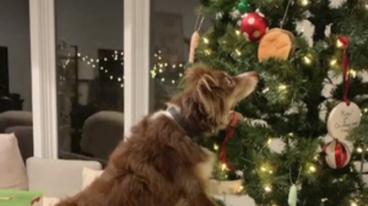 This Mini Australian Shepherd Got to Enjoy a Hamburger That Was Hung on a Christmas Tree
