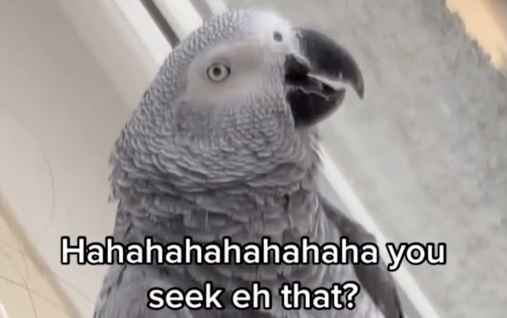 Scots parrot with Edinburgh accent 'sounds like Mrs Doubtfire' - Daily  Record