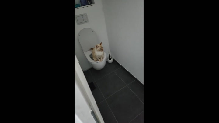 9-year-old cat Leo masters toilet training: a pawsitively impressive feat!