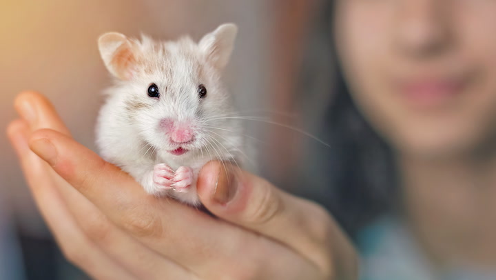 1000+ Cute & Funny Hamster Names for Males & Females, Dwarfs & Syrians, Animallama in 2023