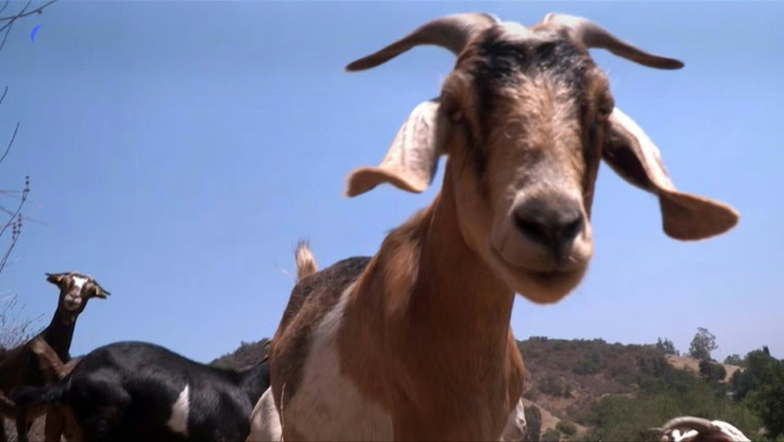 Grazing goats deployed in California's fight against wildfires