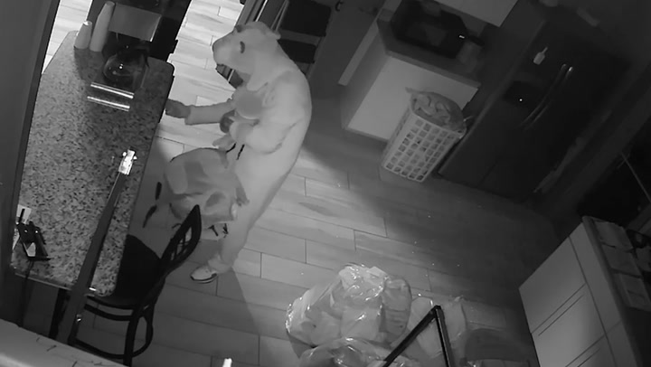 Moment thief dressed in bunny suit robs laundromat